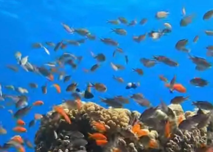 Soma Reef Heaven Your Serene Escape By The Red Sea شاليه