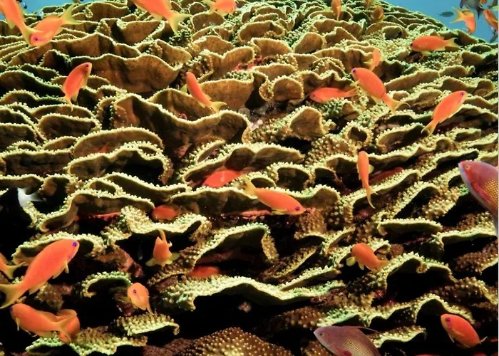 Soma Reef Heaven Your Serene Escape By The Red Sea شاليه