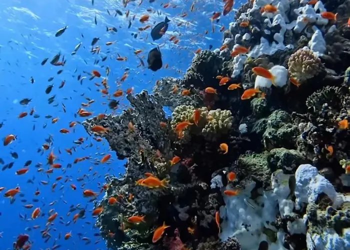 Soma Reef Heaven Your Serene Escape By The Red Sea شاليه