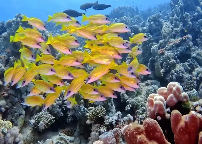 Soma Reef Heaven Your Serene Escape By The Red Sea *