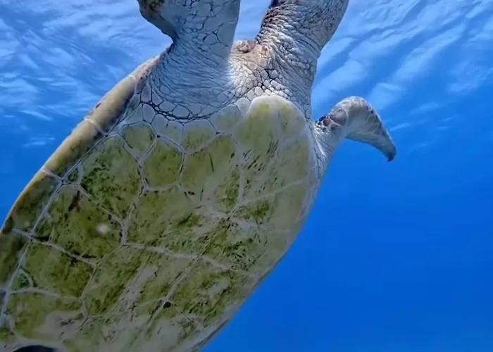 Soma Reef Heaven Your Serene Escape By The Red Sea الغردقة